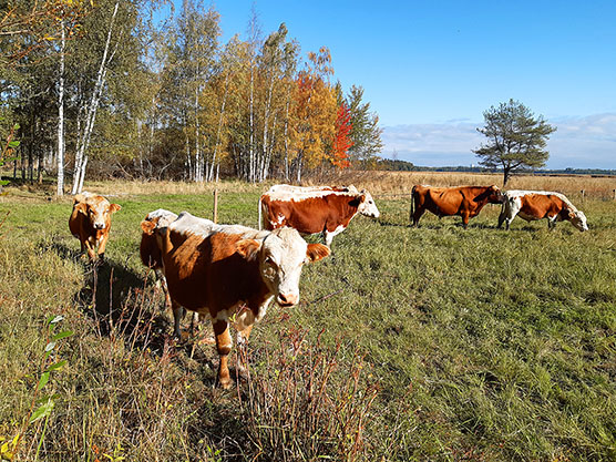 Karjaa rantalaitumella